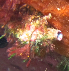 Cnemidocarpa