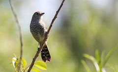 Thamnophilus ruficapillus