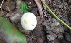 Panaeolus cyanescens