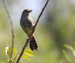Thamnophilus ruficapillus