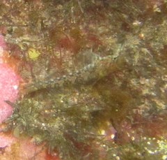 Bellapiscis lesleyae