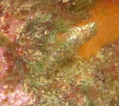 Bellapiscis lesleyae