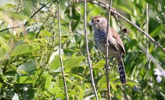 Thamnophilus ruficapillus