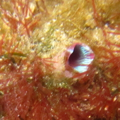 Cnemidocarpa