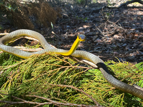 Common Tree Snake sighting