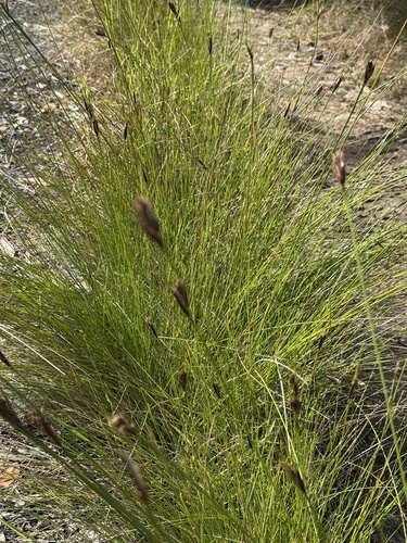 Ptilothrix deusta observed 2025-08-23