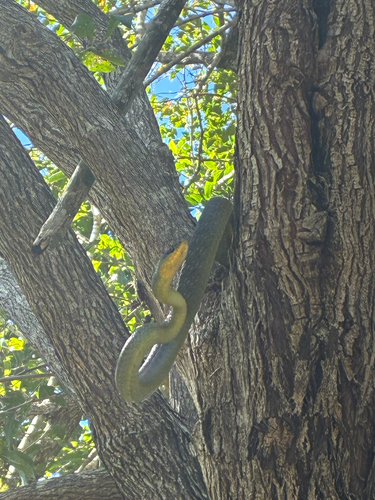 Common Tree Snake sighting