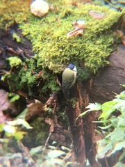 Parus major