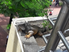 Iguana iguana