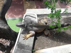 Iguana iguana