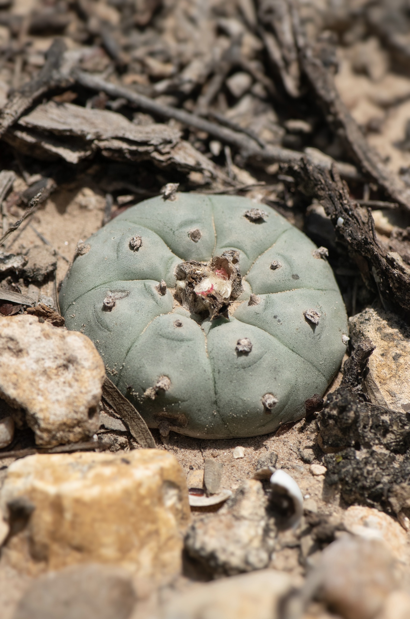 Lophophora williamsii