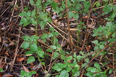 Urtica dioica