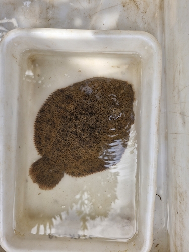 Common Freshwater Sole