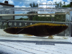 Largescaled Spinycheek Sleeper photo 5