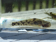 Lyre Goby photo 1
