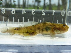 Lyre Goby photo 5