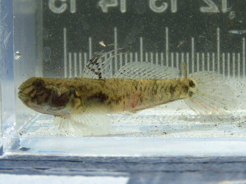 Lrye goby (Evorthodus lyricus) — Gobiidae — 4