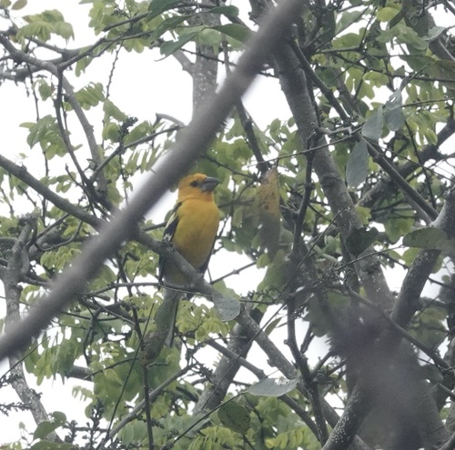 Yellow Grosbeak (Pheucticus chrysopeplus), photo 7