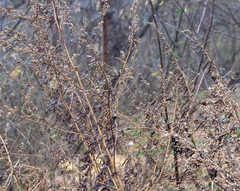 Artemisia vulgaris
