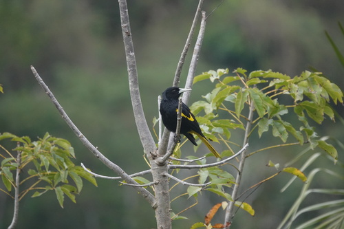 Mexican Cacique (Cassiculus melanicterus), photo 7