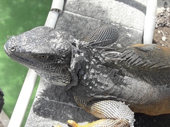 Iguana iguana