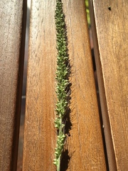 Setaria macrostachya