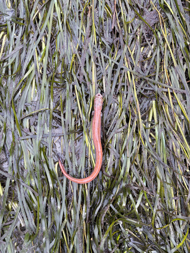 Dwarf wrymouth (Cryptacanthodes aleutensis) — Cryptacanthodidae — 3