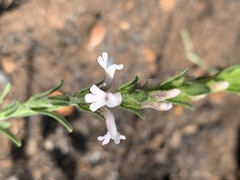 Striga bilabiata bilabiata