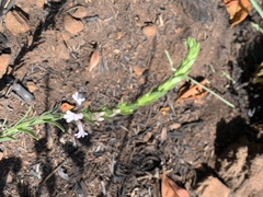 Striga bilabiata bilabiata