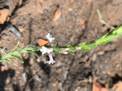 Striga bilabiata bilabiata