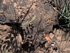 Striga bilabiata bilabiata