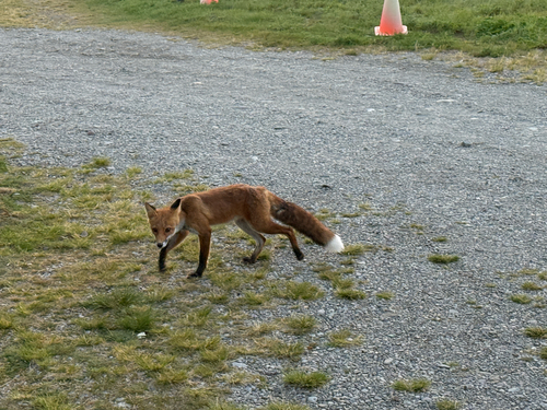 Red Fox