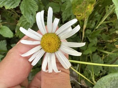 Leucanthemum rotundifolium, photograph (c) Katrin Simon, some rights reserved (CC BY)