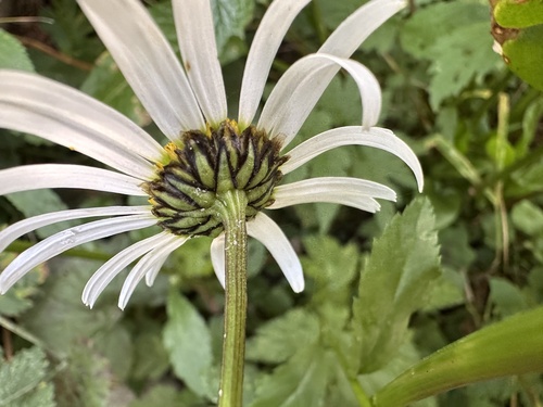 Leucanthemum rotundifolium, photograph 6