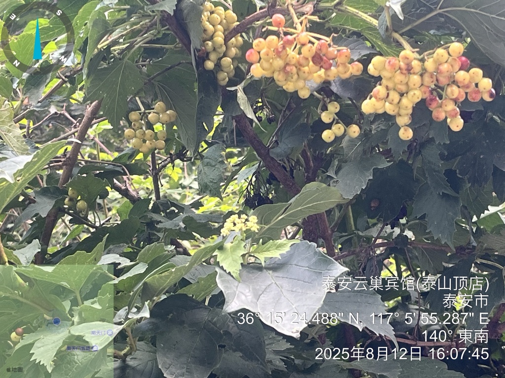 Viburnum sargentii; photograph (c) 謝麗霦, some rights reserved (CC BY)