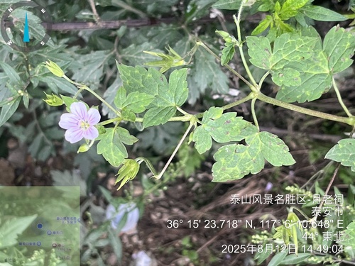 Wilford’s crane's-bill (Geranium wilfordii)