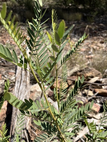 Senna coronilloides observed 2025-08-23