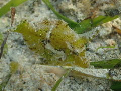 Acreichthys tomentosus