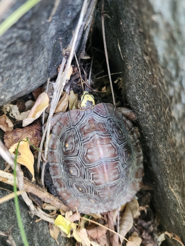Mexican Spotted Terrapin (Rhinoclemmys rubida)