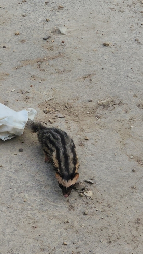 Pygmy Spotted Skunk (Spilogale pygmaea)