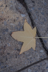 Liquidambar styraciflua