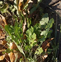 Taraxacum officinale