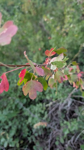 iNaturalist observation 2025-08-08