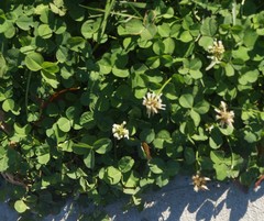 Trifolium repens
