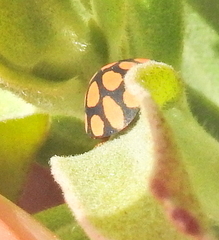 Steganocerus multipunctatus