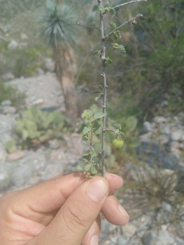 Ayenia microphylla