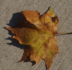 Platanus occidentalis