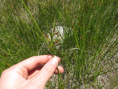 Cyperus denudatus