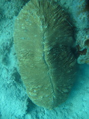 Ctenactis crassa