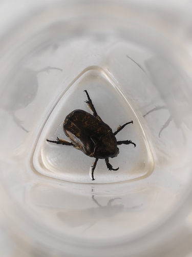 Protaetia brevitarsis